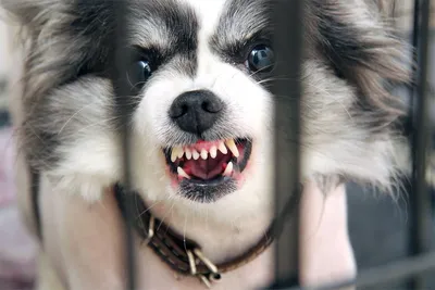 12 пород собак, которые могут быть опасными на фото
