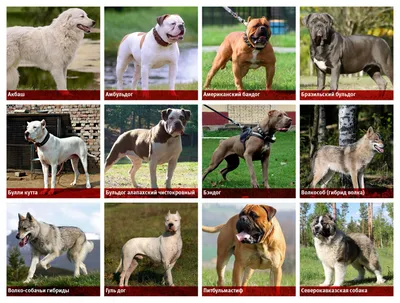 Скачать бесплатно фото 12 опасных пород собак в хорошем качестве