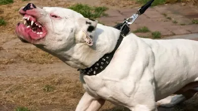 Фоновые картинки с 12 опасными породами собак