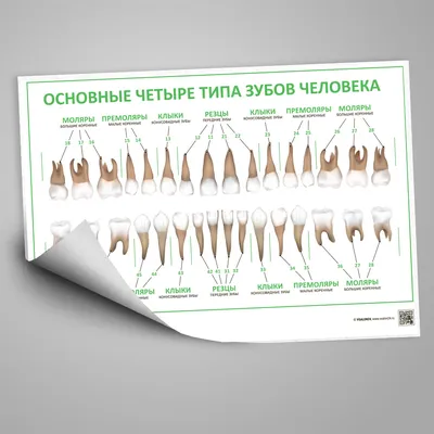 Студенческая обучающая модель, зубная фантомная головка, модель зубов,  силиконовая маска с 28 винтовыми фиксированными зубами | AliExpress