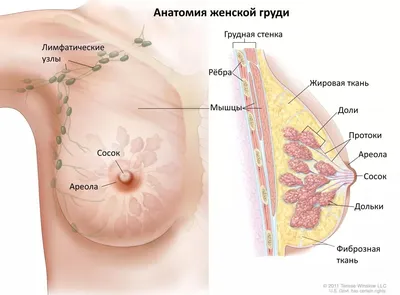 Рак молочной железы: предупредить нельзя лечить