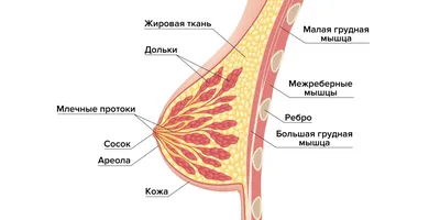 Что опасно для женской груди - ISIDA