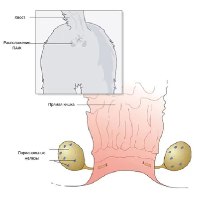 Абсцесс параанальных желез у собак: красочные фото