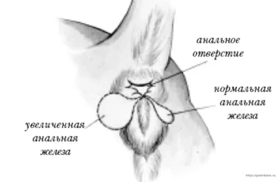Фото абсцесса параанальных желез у собак: доступные размеры изображений