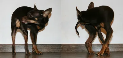 Абсцесс параанальных желез у собак: фото с эффектом размытого фона