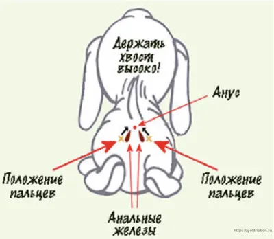 Скачать бесплатно фото абсцесса параанальных желез у собак в разных форматах