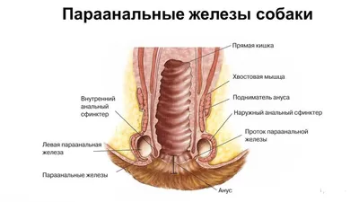 Изображение абсцесса параанальных желез у собак в формате webp: экономия места