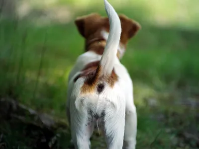 Абсцесс параанальных желез у собак: фото на фоне осеннего леса