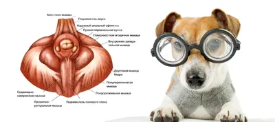 Абсцесс параанальных желез у собак: фото, картинки, изображения