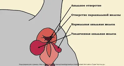 Фото абсцесса параанальных желез у собак: бесплатное скачивание