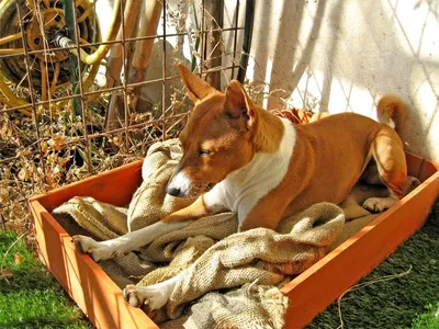 Фото африканской нелающей собаки: Изображения для использования на сайтах