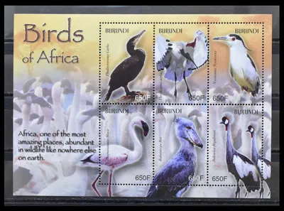 африканские птицы смололи Hornbill Стоковое Изображение - изображение  насчитывающей назначение, фотоснимок: 7577529