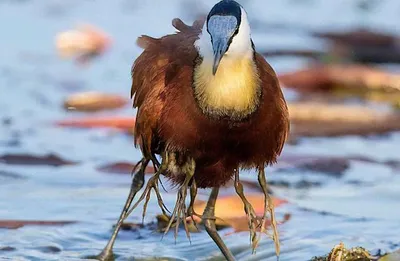 африканские птицы стоковое фото. изображение насчитывающей крюгер - 42991376