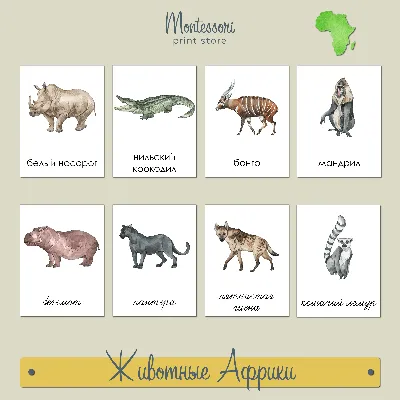 В Зоопарке Симпатичные Африканские Животные Африканские Птицы Иллюстрация  Для Детей Страница Раскраски — стоковая векторная графика и другие  изображения на тему Армения - страна - iStock