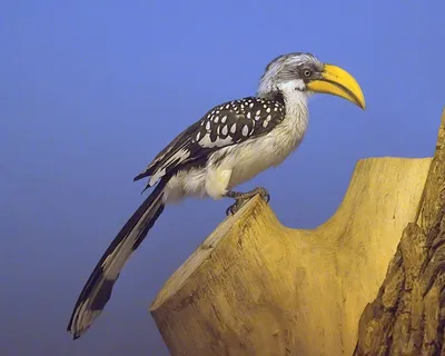 Африканские птички. Какие птицы живут в Африке | Интересные интересности  (ИИ) | Дзен