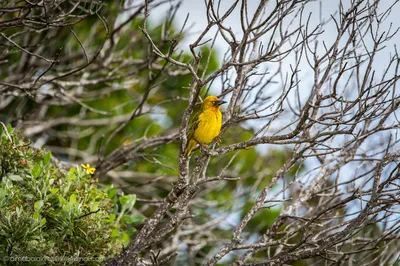 Африканские птицы, превосходные Starlings, на дереве Стоковое Фото -  изображение насчитывающей ангстрома, мужчина: 35556650