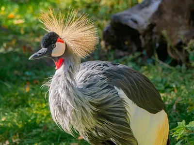 Птицы южной африки - 60 фото