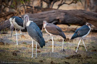 Африканское фотосафари — птицы