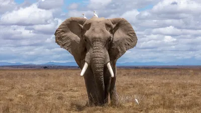 Купить книгу «Животные Африки в натуральную величину», Хольгер Хааг |  Издательство «Махаон», ISBN: 978-5-389-20814-8