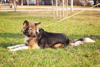 Картинки собаки Айну: представьте их на своем блоге или в своей презентации