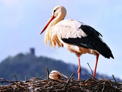 картинки : птица, крыло, Дикая природа, Фауна, Животные, Позвоночный,  законопроект, Ibis, Белый аист, Аисты, Погремушка аиста, Адебар,  Storchennest, Большой клюв, Ciconia Ciconia, Mountain Husen, Stork Village,  Ciconiiformes 3565x2626 - - 773288 ...