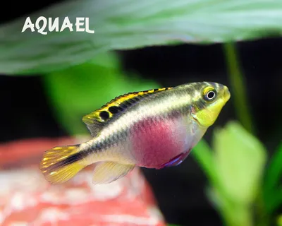 Рыбки для первого аквариума - Aquael