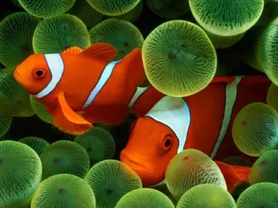 ТОП-5 самых красивых рыб для небольшого аквариума | PROpets | Дзен