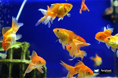 Золотая рыбка (Carassius auratus) купить - Живая планета