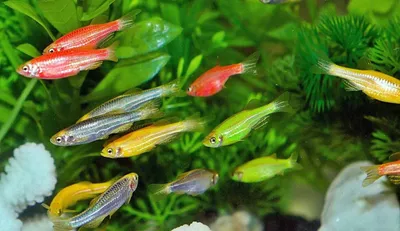 Аквариумные рыбки - Целующиеся мандаринки #aqfish #aqua #aquarium #fish  #рыбка #рыбки🐠 #рыбки #аквариум | Facebook