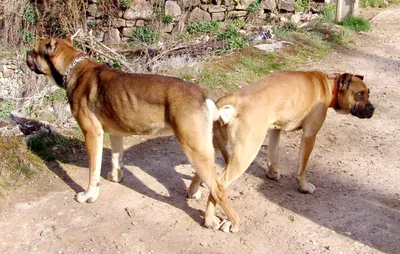 Фото собаки Аланской породы: доступны различные размеры и форматы изображений