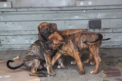 Фото, картинки Аланской породы собак: бесплатное скачивание в различных форматах
