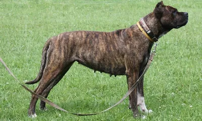 Фон Аланской породы собак: разные размеры и форматы для загрузки