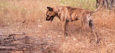 Фото, картинки Аланской породы собак: бесплатное скачивание в разных форматах