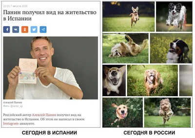 Алексей Панин и собака: сплоченные в одном кадре