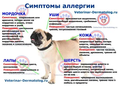 Аллергия на корм у собак: Фото скачать бесплатно в формате jpg