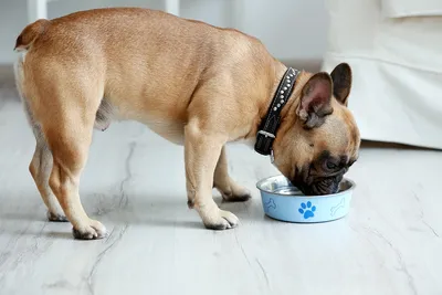 Собачьи аллергии на корм: Изображения в png формате, скачать бесплатно