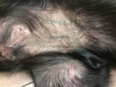Краснота и высыпания: фото аллергии на коже у собак