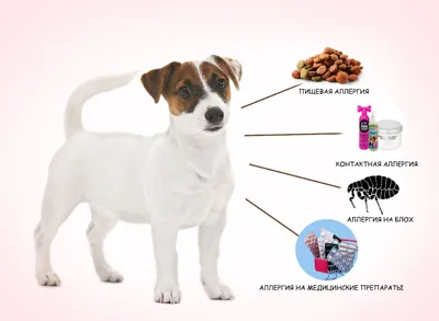 Скачать бесплатно фото с аллергией на коже у собаки