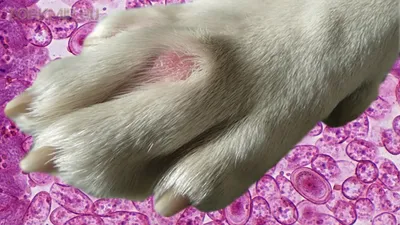 Фотография аллергии на коже у собаки для фона