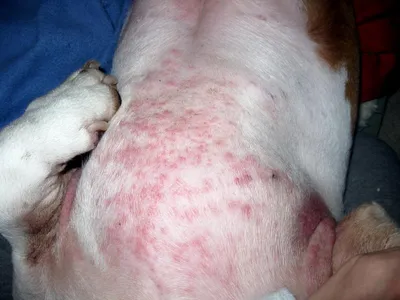 Картинка аллергии на коже у собаки для скачивания в хорошем качестве