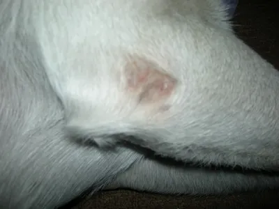 Изображение аллергии на коже у собаки в формате jpg для обоев