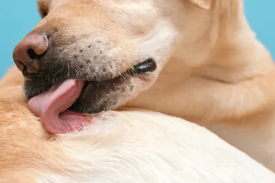Фотография с аллергией на коже у собаки в хорошем качестве и формате png