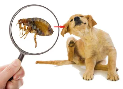 Изображение аллергии на коже у собаки в формате webp для фона