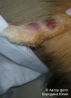 Портрет собаки с аллергией на коже