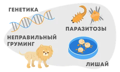 Алопеция у собак: фото с сопутствующими кожными проблемами