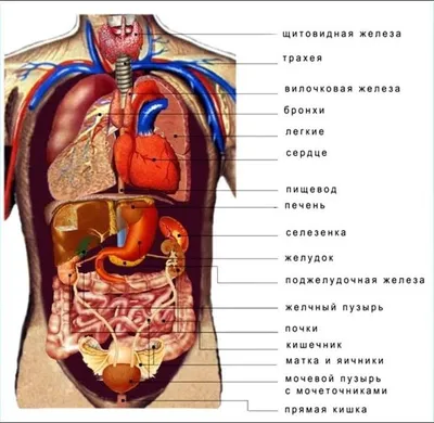 Анатомия брюшной полости человека фото