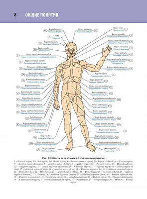 Анатомия человека фото на русском