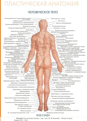 Анатомия человека фото сзади