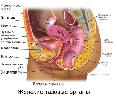 Анатомия человека фото женщины