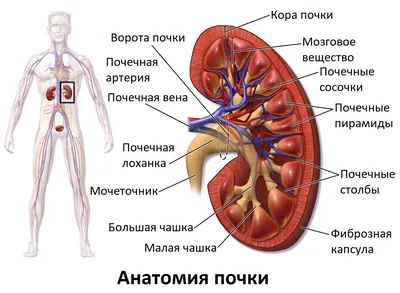 Анатомия человека почки фото